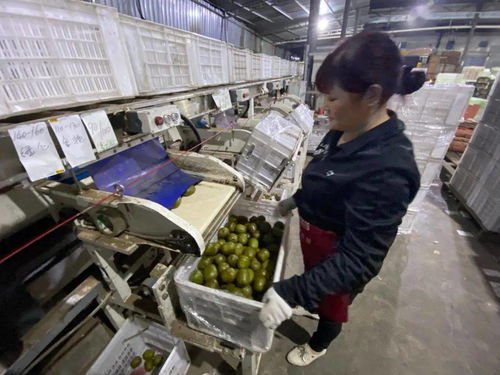 當客服指尖舞動千次咨詢，蒲江獼猴桃乘天貓雙11東風破浪